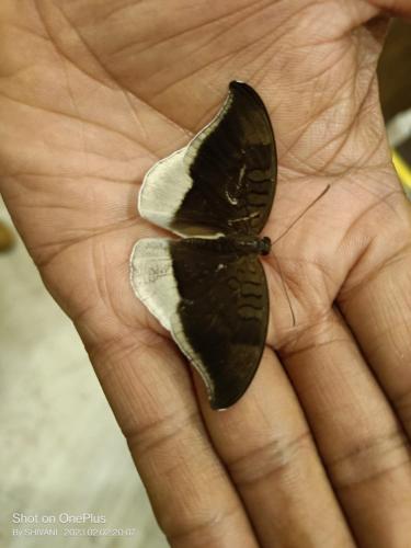 a butterfly is sitting on a persons hand at Madhuvan Retreat Resort Amba in Chandoli