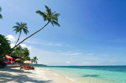 a beach with a palm tree and the ocean at Baan Tropicana in Mae Nam