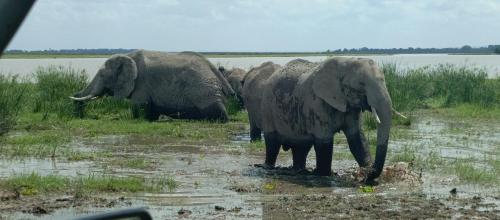 two elephants standing in the mud in a field at Amanya Star Bed Amboseli in Amboseli