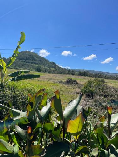 a plant in the foreground with a field in the background at La case d'Édith in Le Tampon