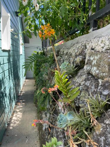 a plant growing out of a stone wall at La case d'Édith in Le Tampon