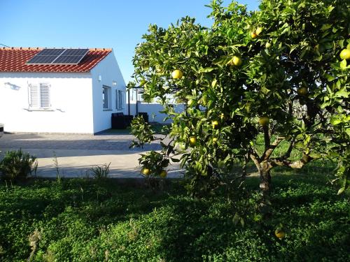 an orange tree in front of a house at CASA DO POMAR by Stay in Alentejo in Vila Nova de Milfontes