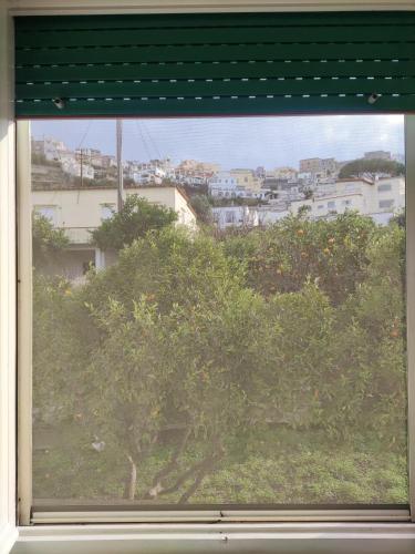 a window with a view of a tree at U' Pizzico ( the pinch ) in Capri