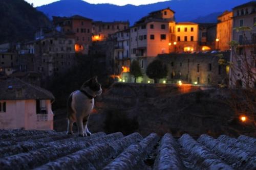 a cat sitting on top of a roof at night at CheZeno in Borgio Verezzi