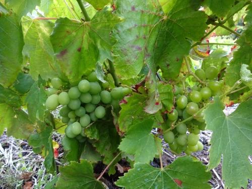a bunch of green grapes hanging from a tree at Adega Baia do Canto AL 1398 in Terra Alta