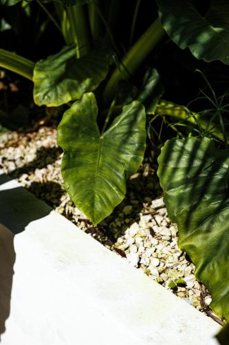 a green leafy plant in a garden with gravel at Eco Bañitas Tulum in Tulum