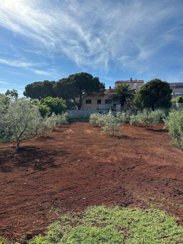 Fragrances of Istria - The Olives - on the sea of Stoia