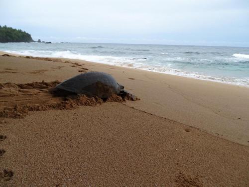 a turtle is laying in the sand on the beach at Jalé Ecolodge Acampamento in São Tomé
