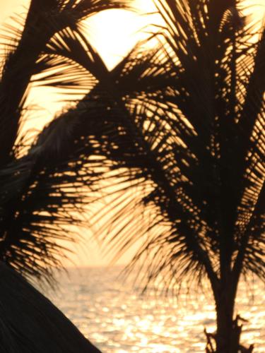 a palm tree on the beach at sunset at Las Hamacas in Canoas De Punta Sal