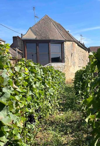 a house obscured by a field of vines at La Vignedard avec Sauna privé au coeur des vignes in Pommard