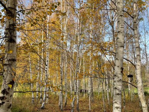 a group of trees with yellow leaves in a forest at Drewniany dom w brzozowisku in Pieszyce