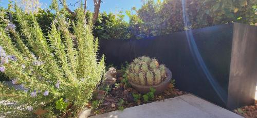 a garden with cacti and plants next to a fence at Tranquil Townhome in Downtown Neighborhood in Albuquerque