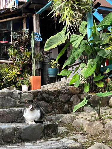a cat sitting on some steps in front of a building at Atardecer De Salento in Salento