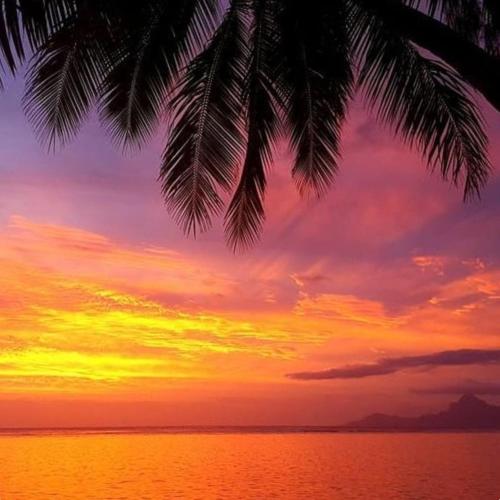 a sunset over the ocean with a palm tree at TAHITI - Fare Vainato Beach in Punaauia