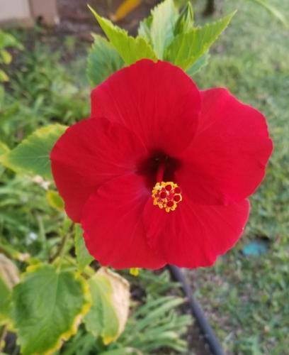 a red flower with a yellow stigma at Pono Kai Resort #A101 - A Welcoming 2 Bdrm - 2 Bath, Private Beachfront Vacation Home in Kapaa