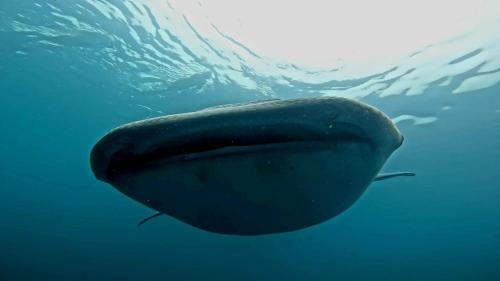 a whale shark swimming in the water at PRIMITIVO LODGE & dive center in Bahía Solano