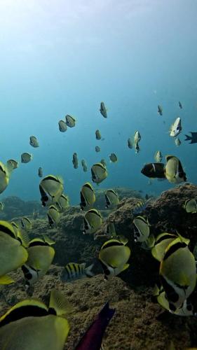 a group of fish swimming in the ocean at PRIMITIVO LODGE & dive center in Bahía Solano