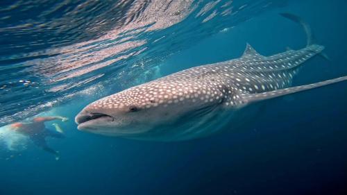 a whale shark and a person in the water at PRIMITIVO LODGE & dive center in Bahía Solano