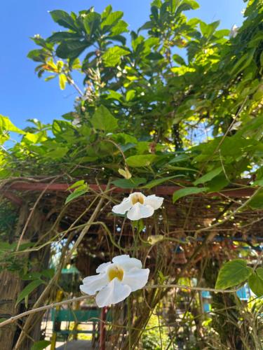 two white flowers are growing in front of a tree at Lotus Sun & Waves Beach Resort in Baler