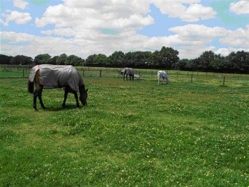 three horses grazing in a field of green grass at The Stables - Deer Park Farm in Solihull