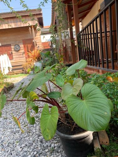 Κήπος έξω από το K Khan Garden at Chiang Khan Walking Street