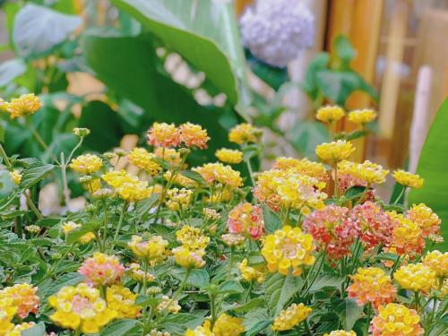 a bunch of yellow and pink flowers in a garden at Lijiang Lights Quiet Garden Desinger SerenityHaven Hotel B&B Gucheng Zhongyi Mufu Branch in Lijiang