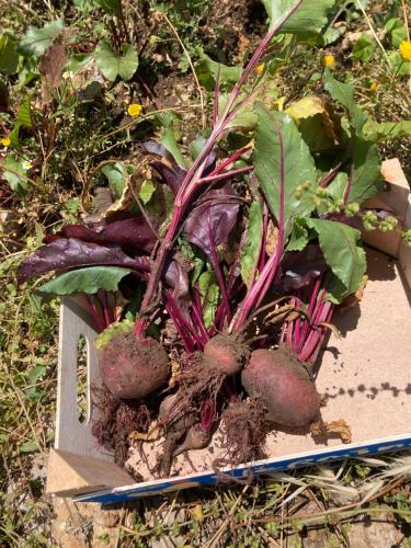 a box full of root vegetables in a garden at Kokkini Peach Budget in Kokkínion