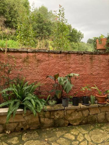 a bunch of plants sitting on a brick wall at Kokkini Peach Budget in Kokkínion