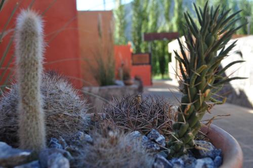 a group of cacti and other plants in a yard at Colores de Purmamarca in Purmamarca