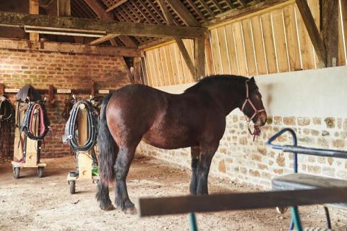 a brown horse standing in a stable at Ferme de Franqueville in Sainte-Marie-du-Mont