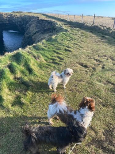 two dogs on a rope in a field at Cois na Mara Eire code V15 T677 in Bridge of Ross