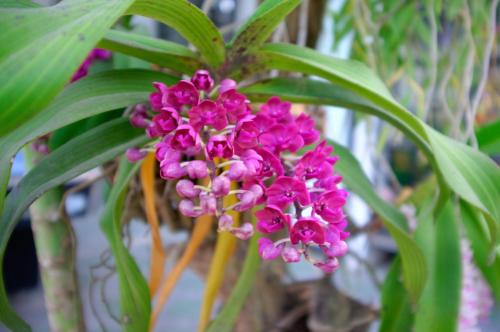 Taman di luar Sparrow's Song Homestay