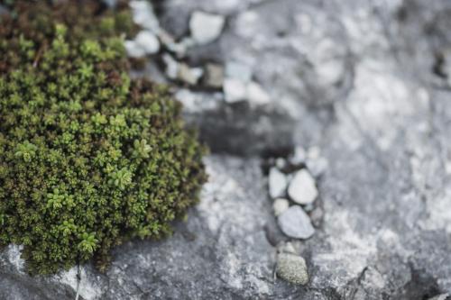 a patch of green moss on a rock at BERGSUCHT-Ruhpolding, Traumlage am sonnigen Südhang, kostenlose Parkplätze, schnelles WLAN, ruhige Sackgasse, NETFLIX inklusive in Ruhpolding