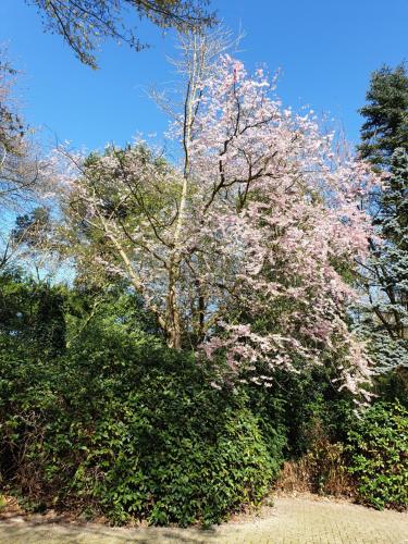 a tree with pink flowers on it next to some bushes at Ferienwohnung Gartenblick in Westerstede