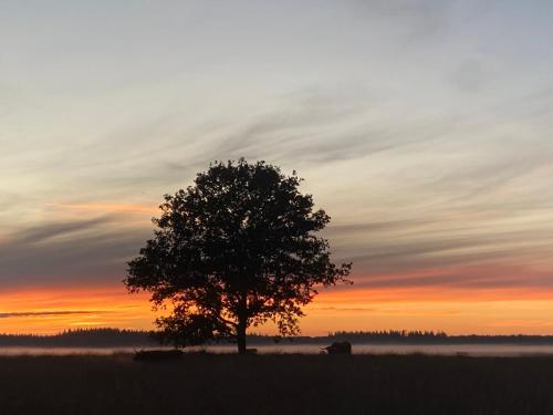 a tree in the middle of a field at sunset at Tiny house met privé hottub in Vledder