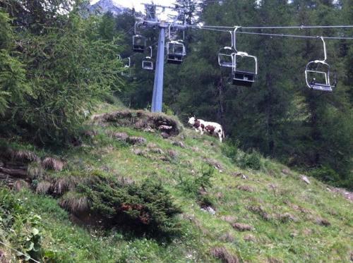 Tiere in der Ferienwohnung oder in der Nähe