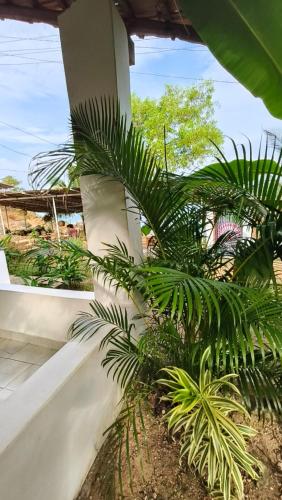 a palm tree sitting next to a white wall at Secret Hill in Canacona