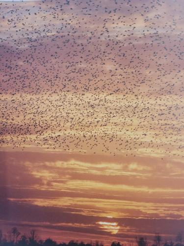 a flock of birds flying in the sky at sunset at Strandmuschel in Aventoft