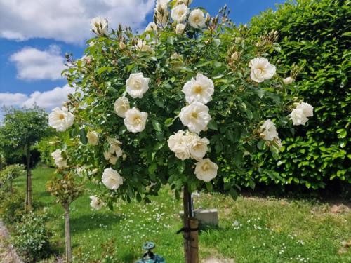 a tree filled with white flowers in a garden at domaines de La Viette in Sainte-Marguerite-de-Viette