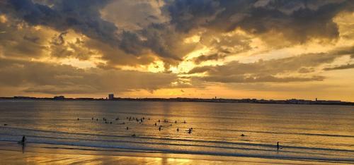 a group of birds in the water at the beach at Surf House Helena in Baleal