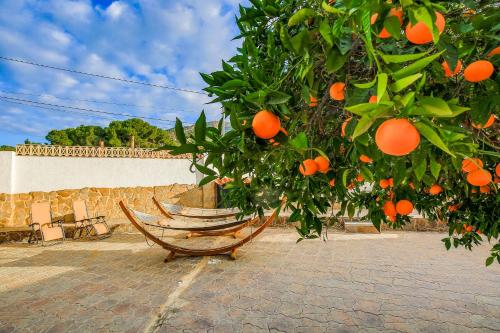 an orange tree with a bunch of oranges on it at Open and large 1 bed apartment in L'Alfas del Pi
