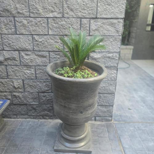 a plant in a stone planter in front of a brick wall at Playas Hotel Suites in Puerto Peñasco