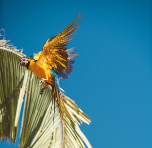 a yellow bird is perched on top of a palm tree at Pousada Canto Dos Pássaros Araras Canindé in Alto Paraíso de Goiás