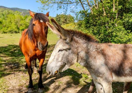 a brown horse standing next to a brown donkey at Casa Rural Orós in Orós Alto