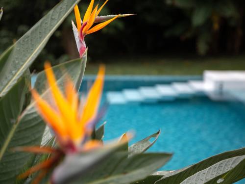 a close up of a flower next to a pool at Jusandi in Ishigaki Island