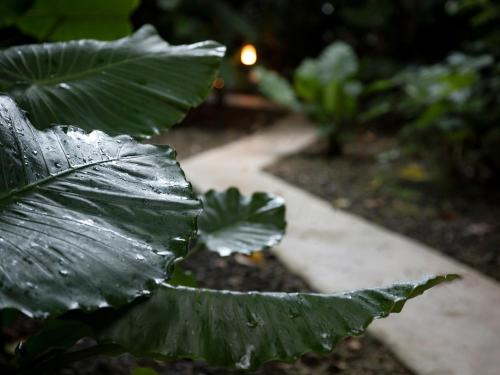 a green leaf with rain on it next to a sidewalk at Jusandi in Ishigaki Island