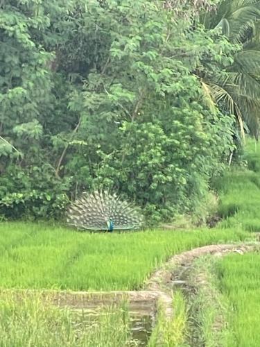 a peacock in the middle of a field at lake paradise cabana in Tissamaharama