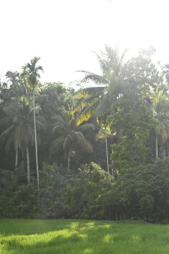 a field of grass with palm trees in the background at Mayava Villa in Ahangama