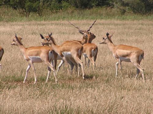 a group of gazelle standing in a field at EcoPark in Meghauli