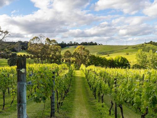 a row of vines in a field of grass at The Nest in Warkworth